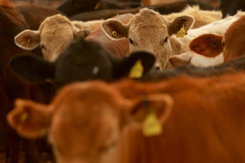 Record beef prices raise Memorial Day cookout costs