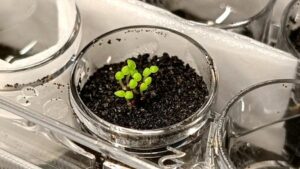 Scientists show how to turn lunar soil fertile for agriculture